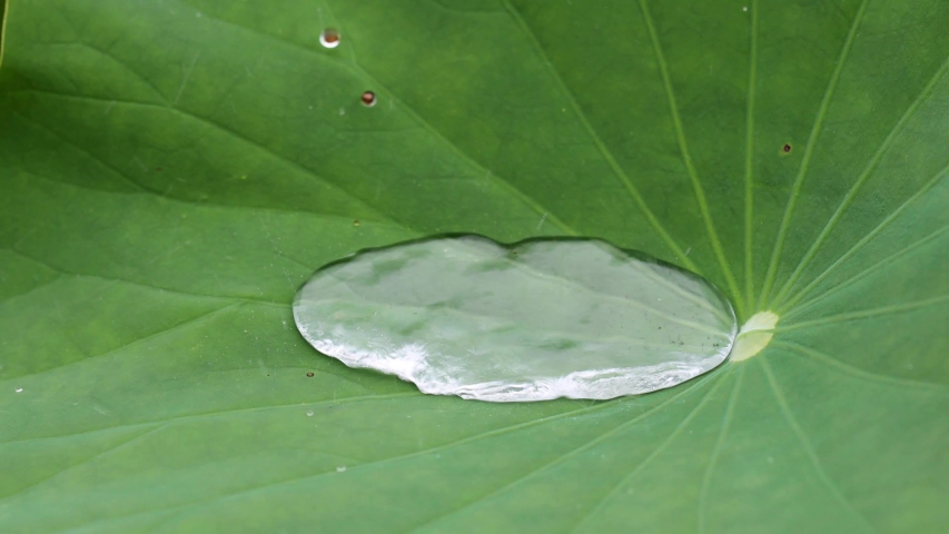 Green lotus leaves with drops of water.