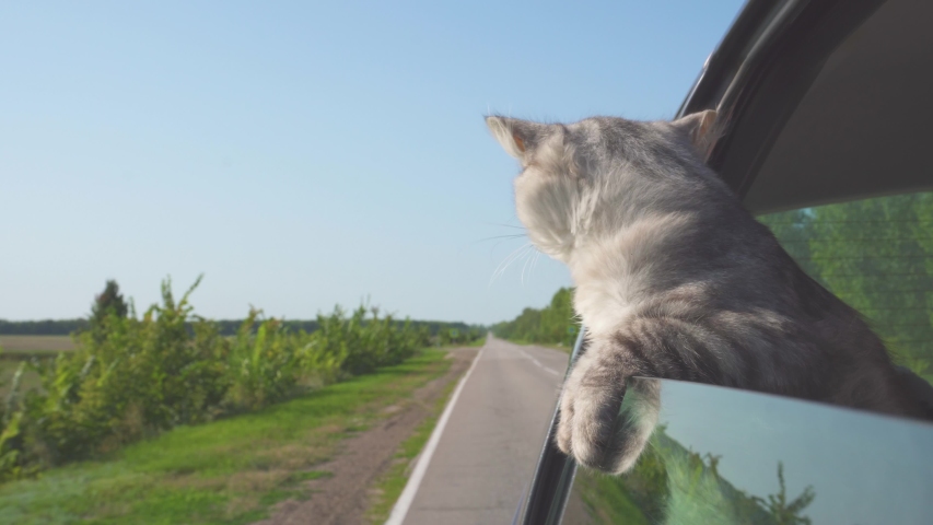 Serious and responsible cat controls the movement on the highway. The cat rides in the car and looks out the window.