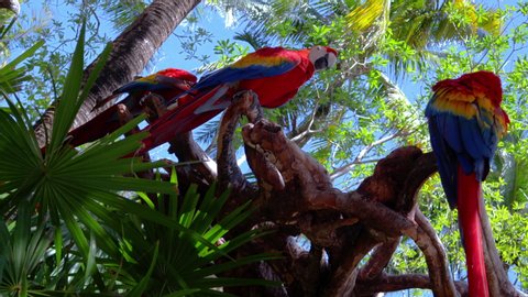 Tulum , Quintana Roo / Mexico - 04 11 2019: Three Scarlet Macaws grooming themselves standing on a branch in front of some palm trees.