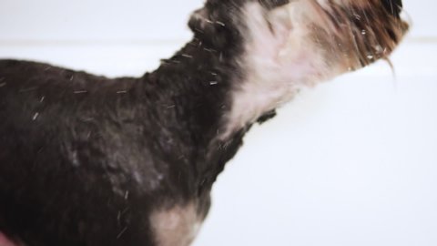 Funny schnauzer dog splashing in slow motion after having a bath in dog grooming salon .