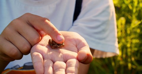 A child holds a small frog in his hand