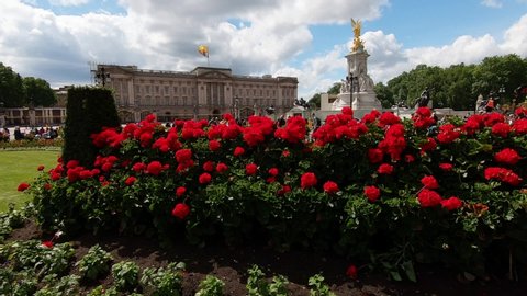 Red Flowers In Front Of Buckingham Palace And Queen Victoria Statue In London, United Kingdom. Slow Motion