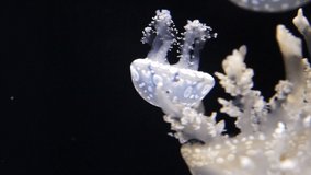 Video footage of a jellyfish swimming closeup. Fauna of the Black Sea. Aurelia aurita moon jelly, moon jellyfish, ordinary jellyfish or saucer-jelly - a widely studied species of the genus Aurelia