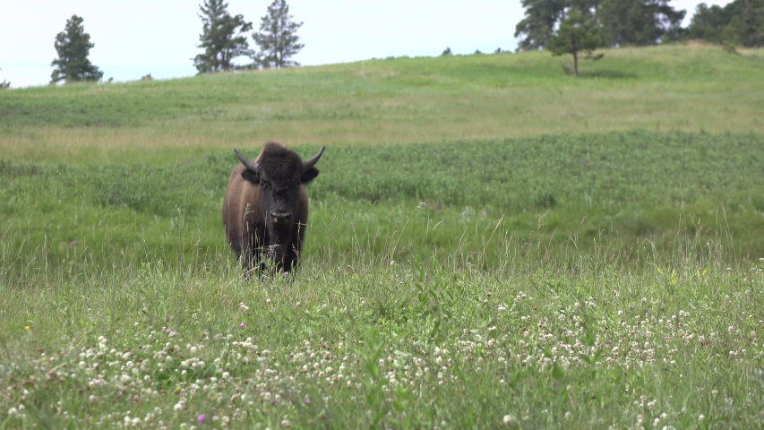Single Bison standing out in field of grass 4k
