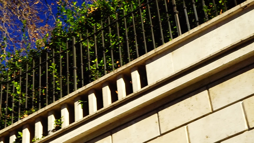 plane tree seen from below with metal fence in the sun and blue sky
