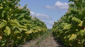 Green and yellow tobacco plants in field with blue sky, harvest time, 4k footage