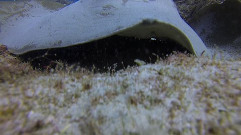 Bull Ray, Cowtail Stingray Or Fantail Sting Ray Close Up Of Bottom Dwelling Stingray Resting On Coral Reef Sand In Blue Sea Water Australia. Underwater Wide Angle Of Green Stingray In Australia