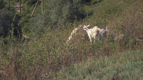 Domestic goats graze on a hillside