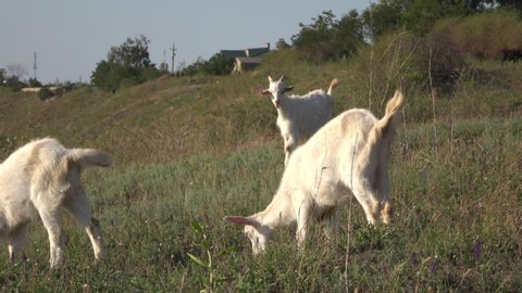 Domestic goats graze on a hillside