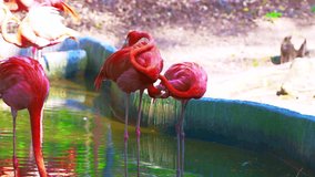 4K video of American flamingos