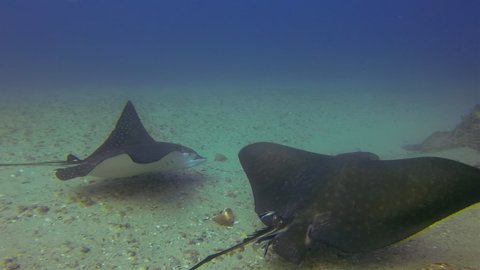 Eagle Ray Stingrays Or White Spotted Sea Rays Close Up. Spotted Eagle Rays Swimming & Gliding In Deep Blue Sea Over Sand Sea Floor. Under water Close Up Of Australian Rays Marine Life