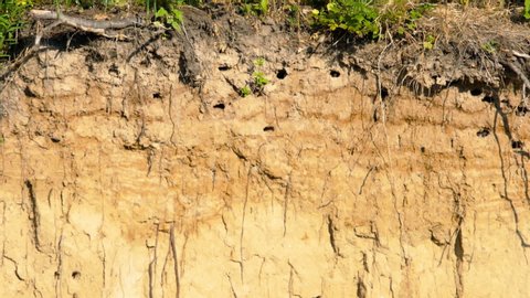 Swift nests in the hillside, Sand Martin (Riparia riparia)