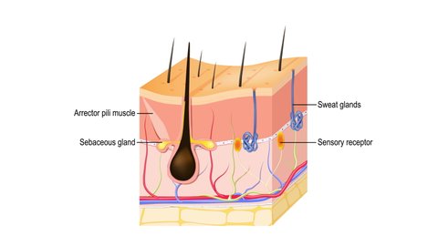 Layers Of Human Skin with hair follicle, sweat and sebaceous glands. Epidermis, dermis, hypodermis and muscle tissue.