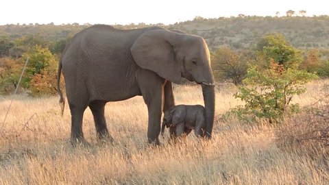 Baby Elephant and his mother