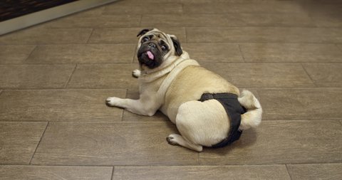 Female pug dog in heat, wearing diapers. Estrus cycle. Turning from behind and looking at the camera, lying on the floor