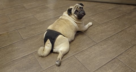 Female pug dog in heat, wearing diapers. Estrus cycle. Turning from behind and looking at the camera, lying on the floor