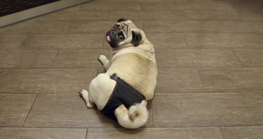pug diapers