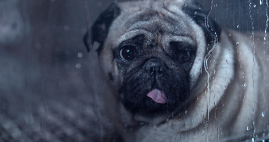 Alone sad pug dog looking through the  window. Dark bad rainy weather.  Cute fun face. Loneliness, sadness concept.  Waiting for owner to come home. Doesn't want to go for a walk outside. Autumn rain Royalty-Free Stock Footage #1035765011