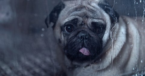 Alone sad pug dog looking through the  window. Dark bad rainy weather.  Cute fun face. Loneliness, sadness concept.  Waiting for owner to come home. Doesn't want to go for a walk outside. Autumn rain