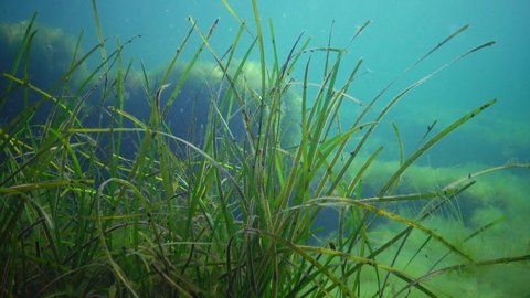 Seagrass, Dwarf eelgrass (Zostera noltei) at the bottom in the sea bay of the Black Sea