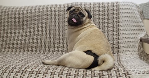 Female pug dog in heat, wearing diapers. Estrus, menstrual cycle. Turning from behind and looking at the camera, sitting on sofa