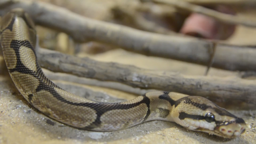 Close up python mooving in terrarium