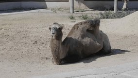 Dromedary resting lying on the sand on a sunny day