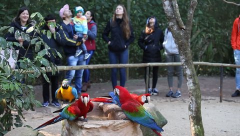 Foz do Iguaçu, paraná / Brazil - 08/04/2019: People visiting Birds Park (Parque das Aves)