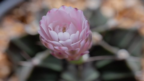 cactus flower names "Gymnocalycium" blooming as Pink color at sun rising as nature background, time lapse cactus flower blooming