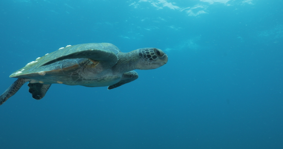 Green Turtle, (Chelonia mydas) swimming on the reefs of the Sea of Cortez, Baja California Sur, Mexico. Royalty-Free Stock Footage #1035777530