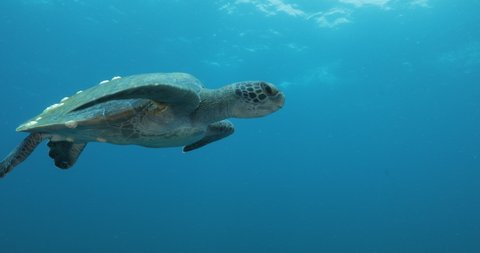 Green Turtle, (Chelonia mydas) swimming on the reefs of the Sea of Cortez, Baja California Sur, Mexico.