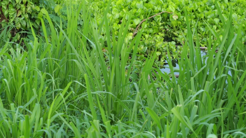 Landscape footage of reservoir  in evening summer. Tilt up.