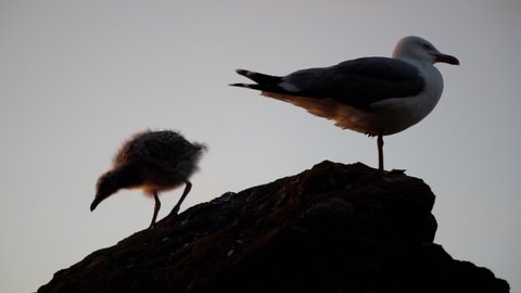 Seagull Chick with Mother Seagull in Slow Motion