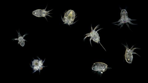 Microscopic Black Sea plankton and zooplankton, Nauplius (larvae) Cyclopidae subtype Crustacea, in the video larvae of different species, serve as food for many fish and fry