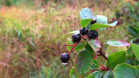 Black Aronia or Chokeberries Hanging in tree on Rainy day. Autumn weather. Autumn time