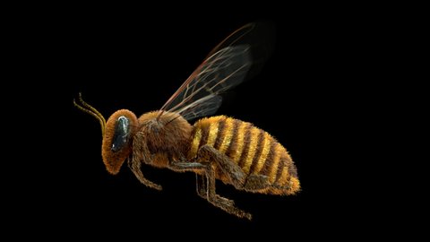 this alpha video that shows a flying honey bee, shot from the side. It determinedly flies straight to its target in an endless loop. it's loop with clean alpha channel 