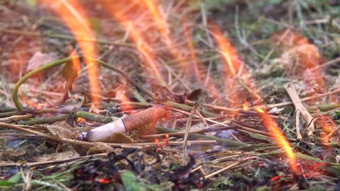 The thrown cigarette set fire to the grass. A man threw a cigarette on the dry grass. Fire hazard. 4k