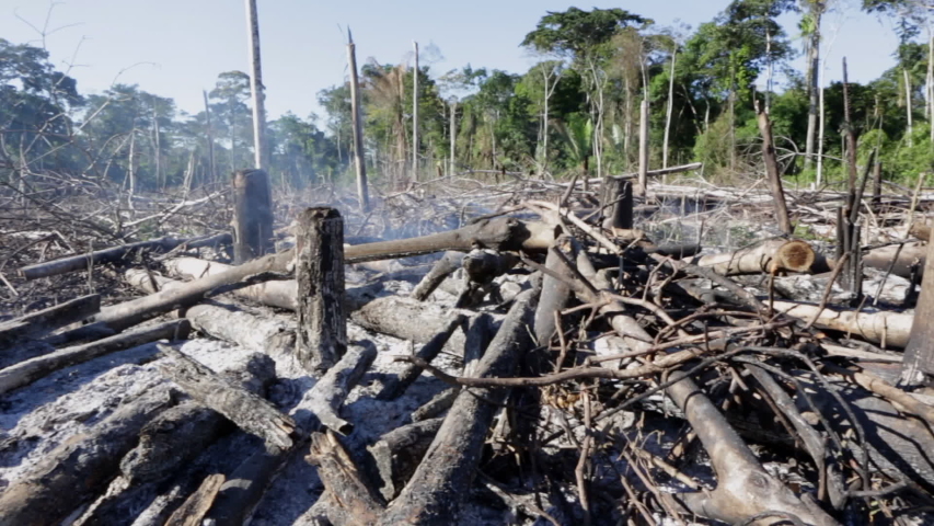 Amazon rainforest burning under smoke in sunny day in Acre, Brazil near the border with Bolivia. Concept of deforestation, fire, environmental damage and crime in the largest rainforest on the planet. Royalty-Free Stock Footage #1035819869