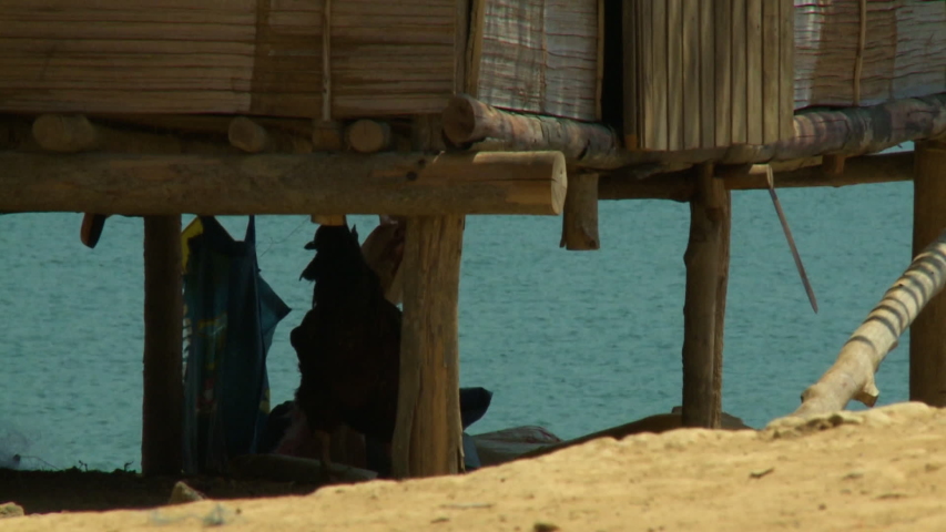 Close-up low-angle still shot aboriginal wooden stilts supporting thatched huts close to Temenggor Lake. Under the stilts is a silhouette of a cockerel,  Belum Rainforest, Malaysia