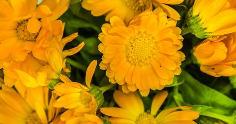 Marigold flowers bouquet time lapse.