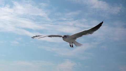 Seagull flying against the blue sky.  symbol of freedom. Big seagull soaring over the Mediterranean sea. Greece. Slow motion. HD