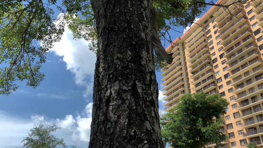 Cute squirrel climbing on the tree in a public park. Florida, USA