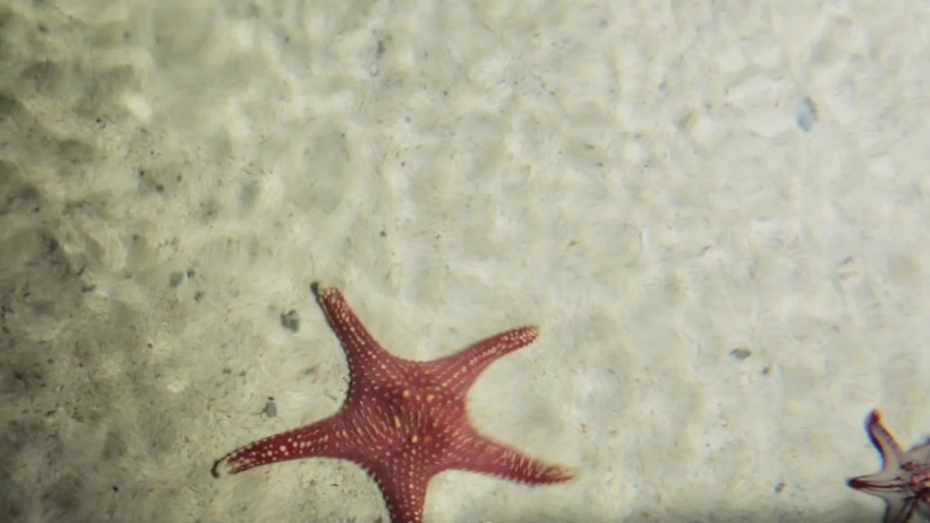 Starfish lies in shallow water. Small waves from the wind.