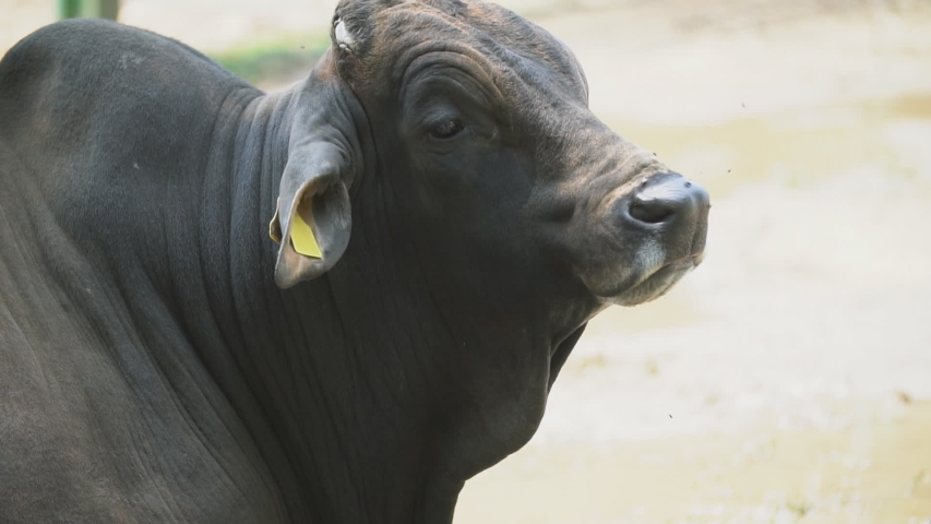 portrait of southern cattle meat breed