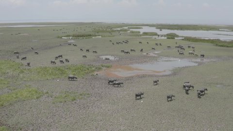 aerial view group of thai buffalo living freely in open field grass