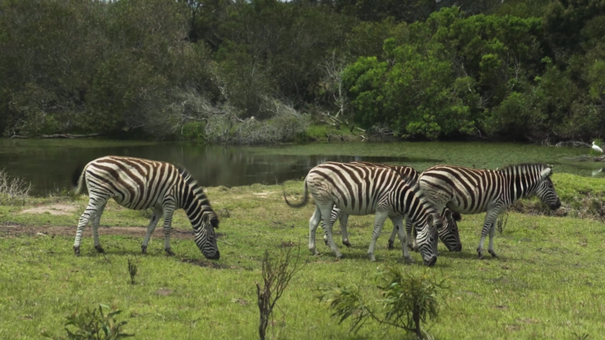 Wild Zebras in African Wildlife