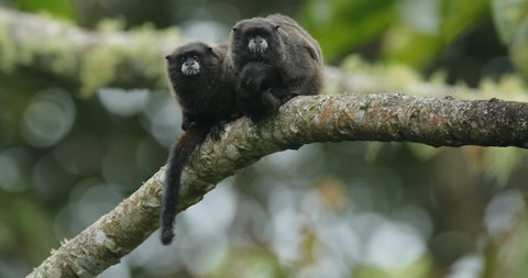Black Mantle Tamarin, Saguinus nigricollis, monkey from Sumaco National Park in Ecuador. Tamarin in the nature jungle habitat, sitting on the tree.