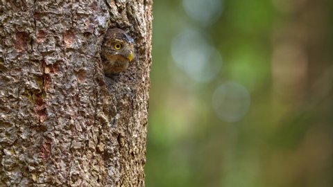 Eurasian pygmy owl (Glaucidium passerinum) leaving nest hole