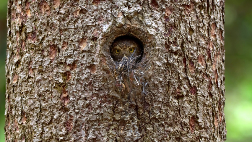 Eurasian pygmy owl (Glaucidium passerinum) leaving nest hole Royalty-Free Stock Footage #1035835562