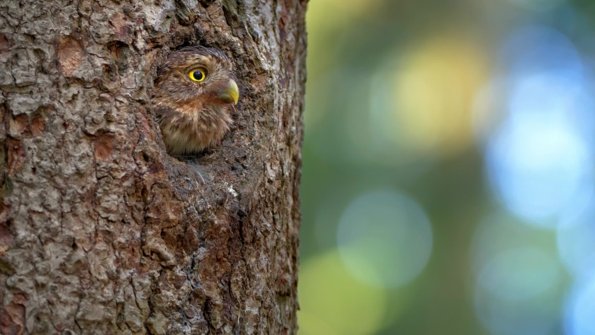 Eurasian pygmy owl (Glaucidium passerinum) leaving nest hole